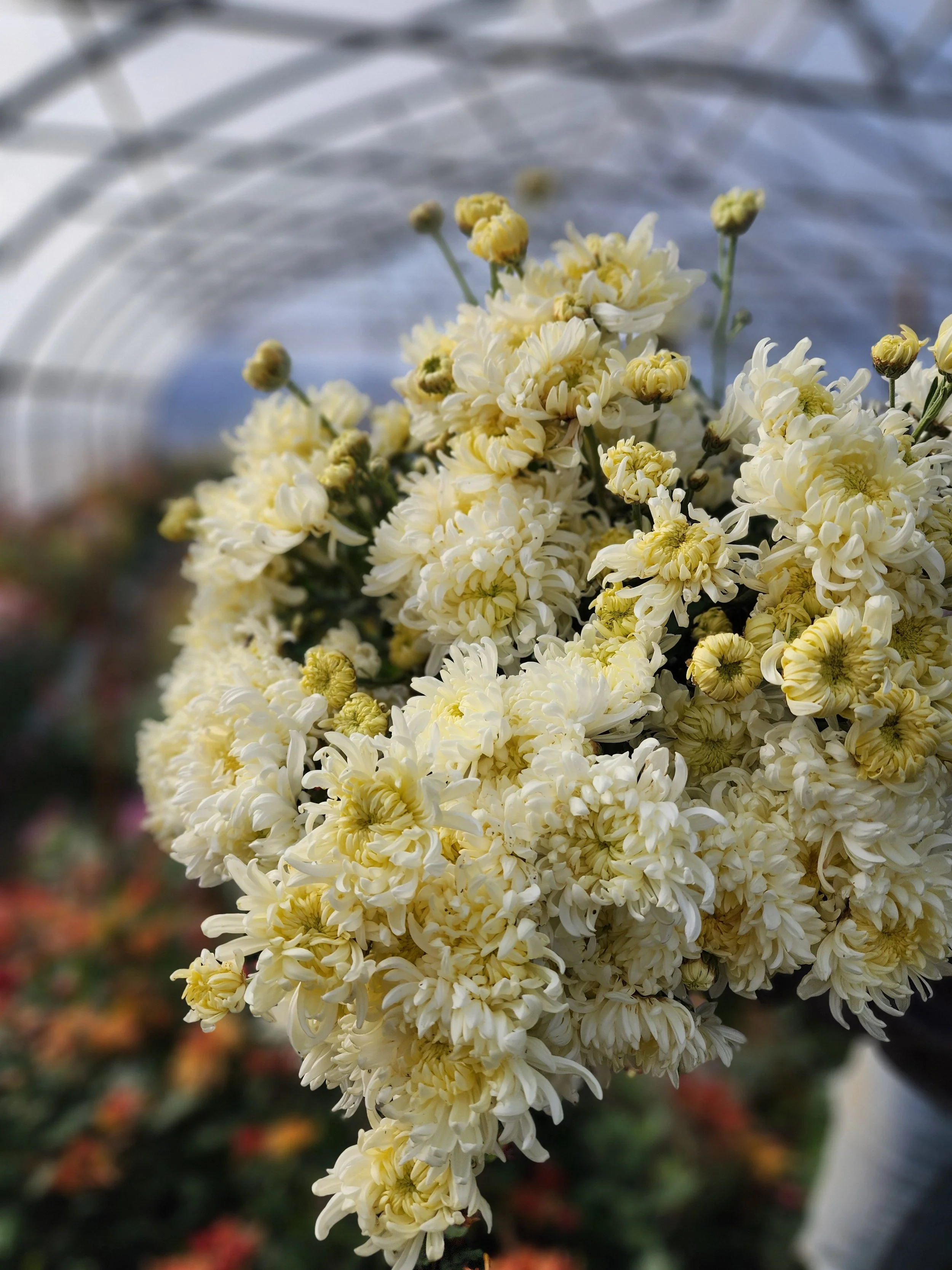 Mocha Heirloom Chrysanthemum Rooted Cutting — Goose Creek Gardens